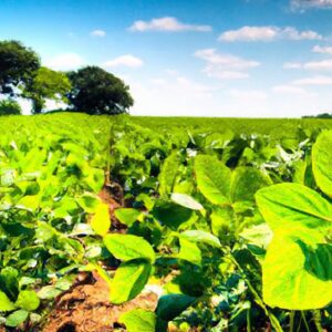 Novas Variedades de Soja: Mais Resistência e Produtividade