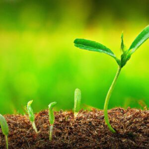 Biotecnologia Aplicada à Agricultura
